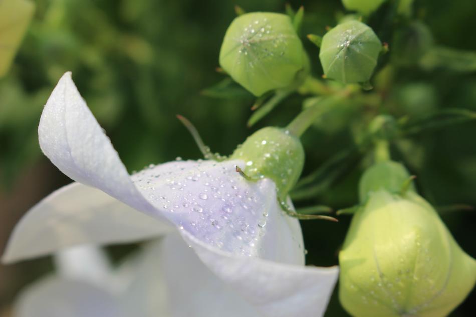 a white flower in the garden in the grass is beautiful