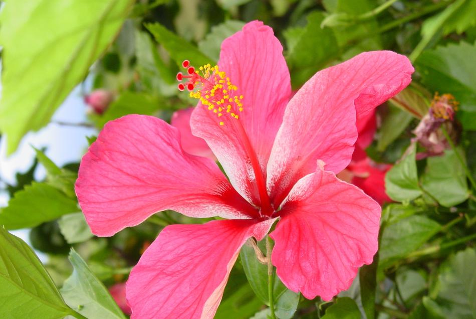 large hibiscus rose bush