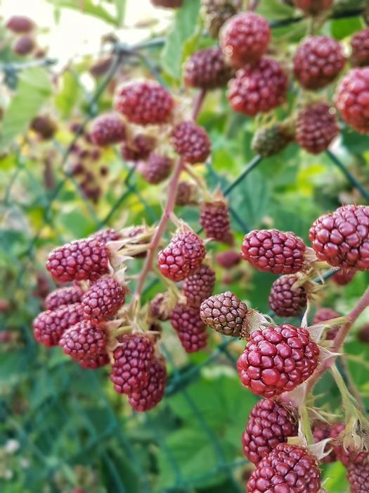 red berries in the garden
