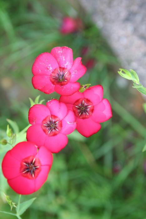 pink Flowers in Spring garden