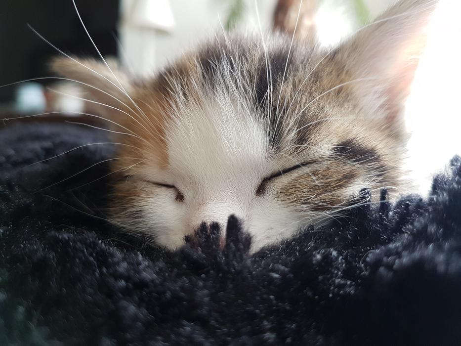 Cat Kitting