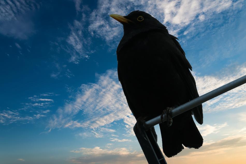 Blackbird Bird at spring Nature