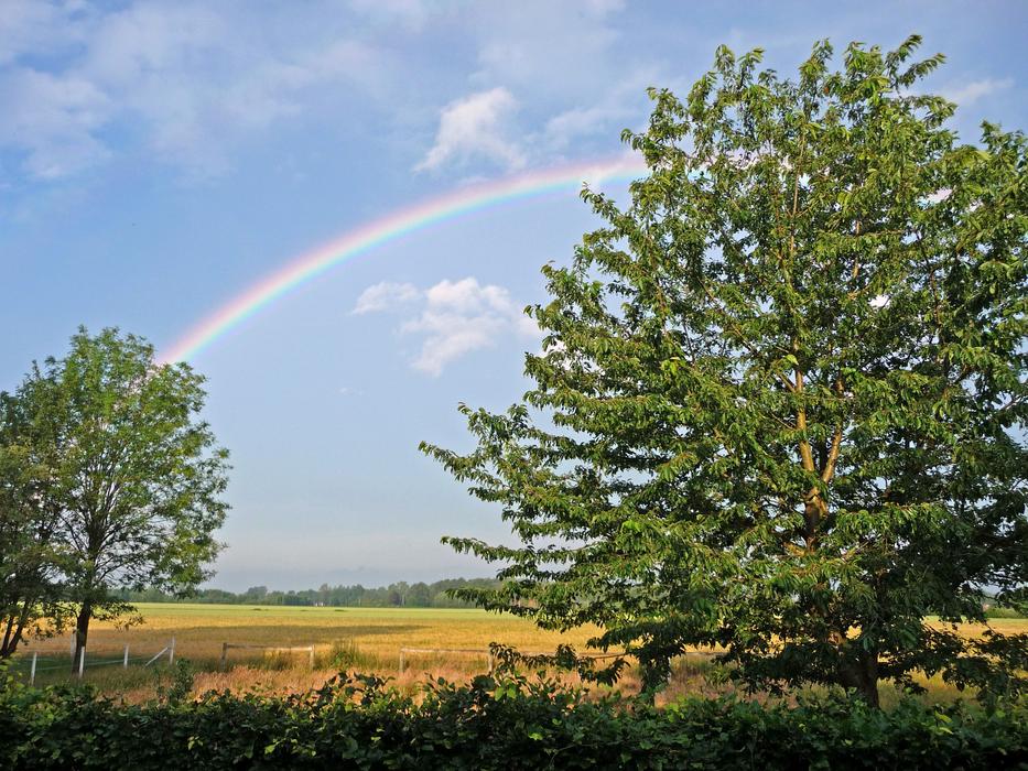 rainbow road with meadow trees