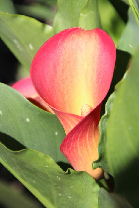 Flower Funnel
