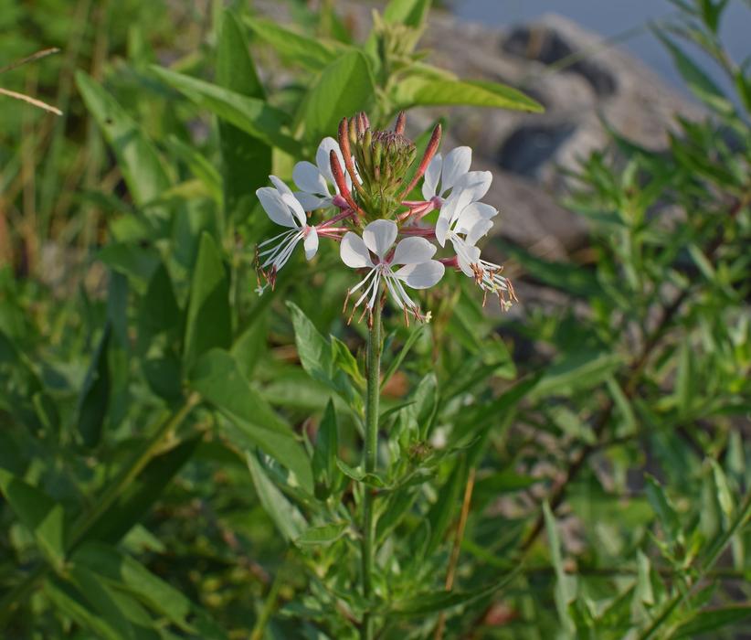 White Gaura Butterfly Flower