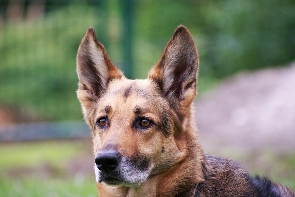 Schäfer Dog Portrait