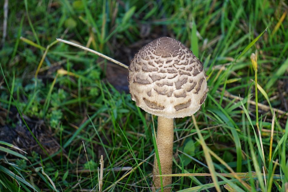 Autumn Meadow Mushroom closeup view