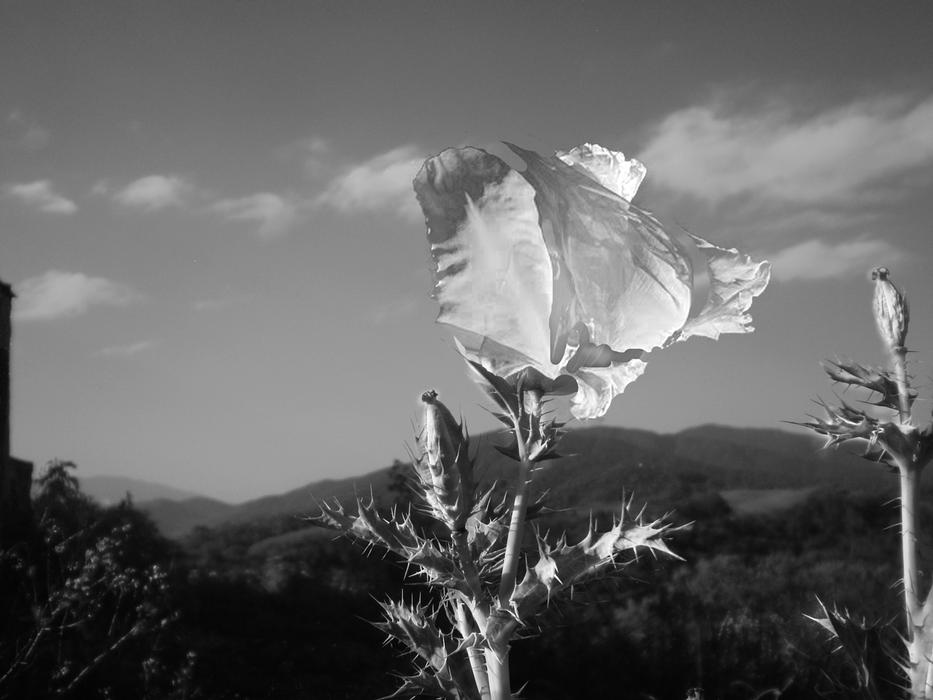 white flower on a stem against the background of mountains