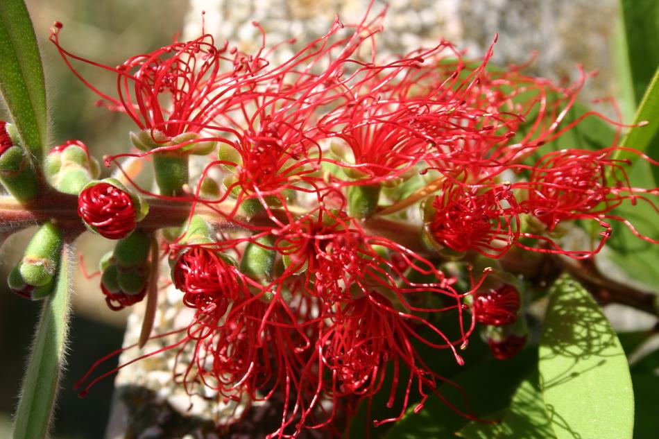 Red Flowers Rossi