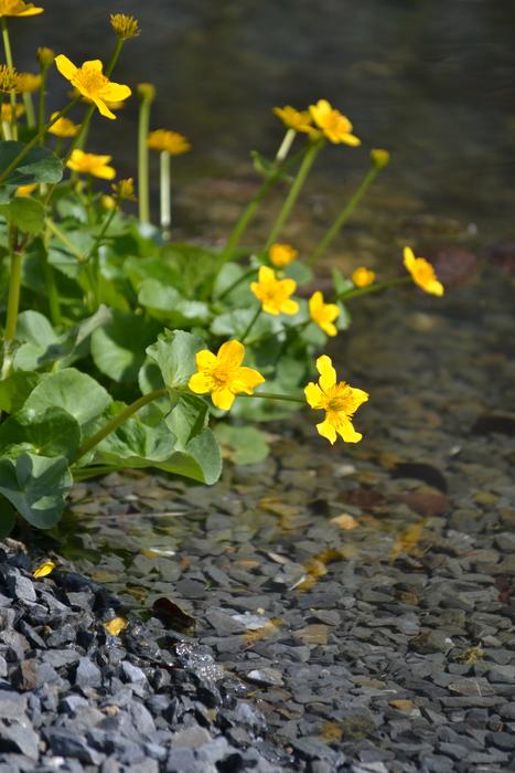 water flowers are yellow