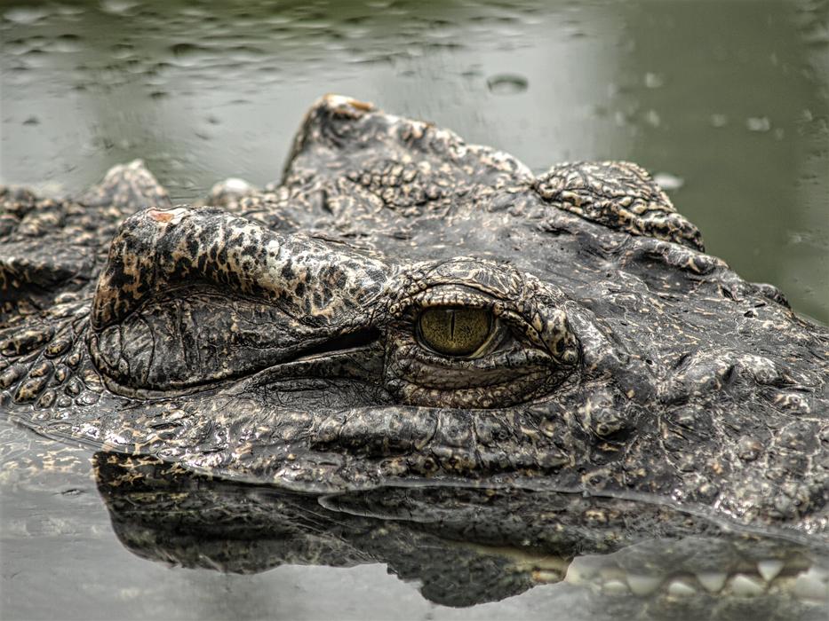 Animal Reptile Crocodile