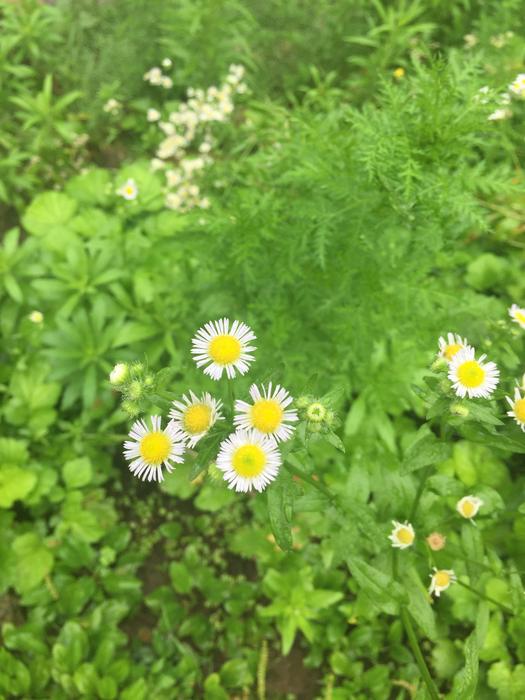 wild daisies in a green field