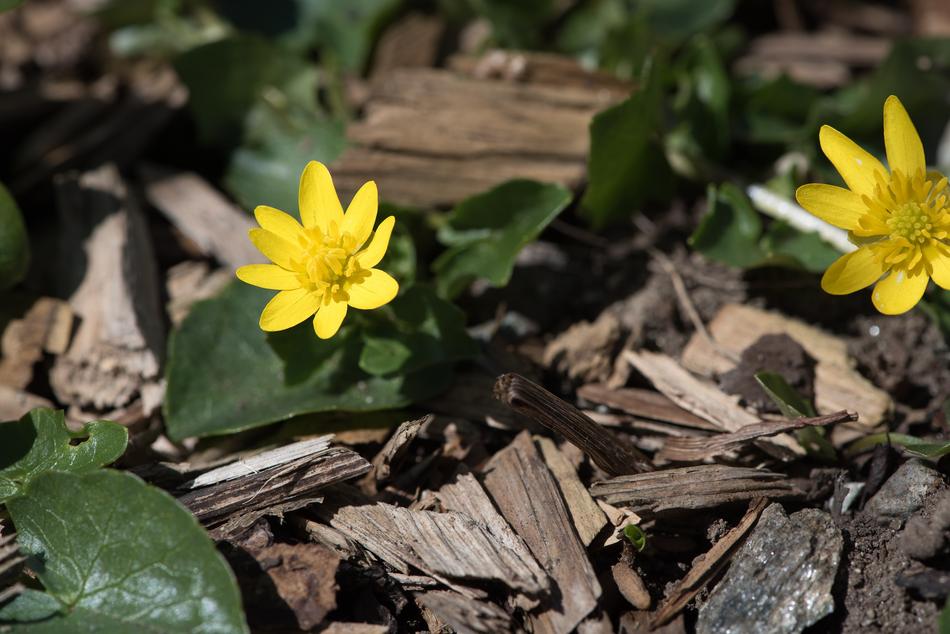 Celandine Yellow Nature