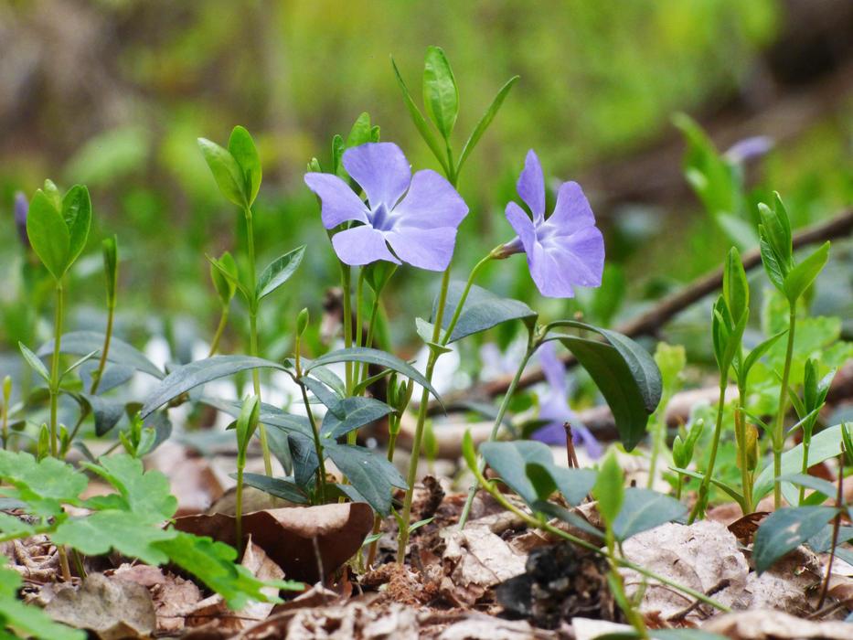 unusual wild flowers in the ground