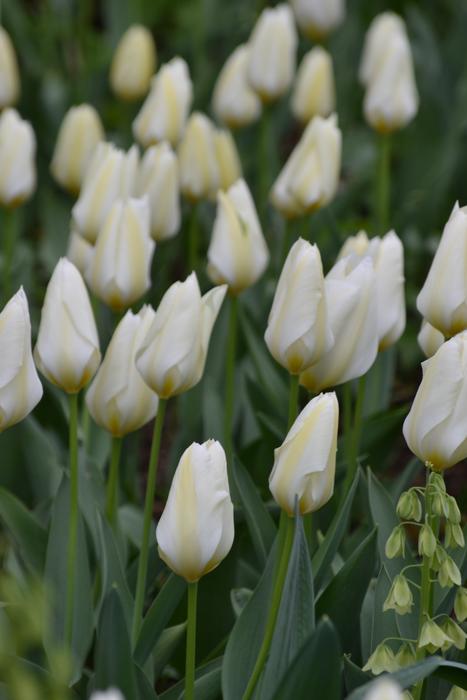 white unusual tulips in the field