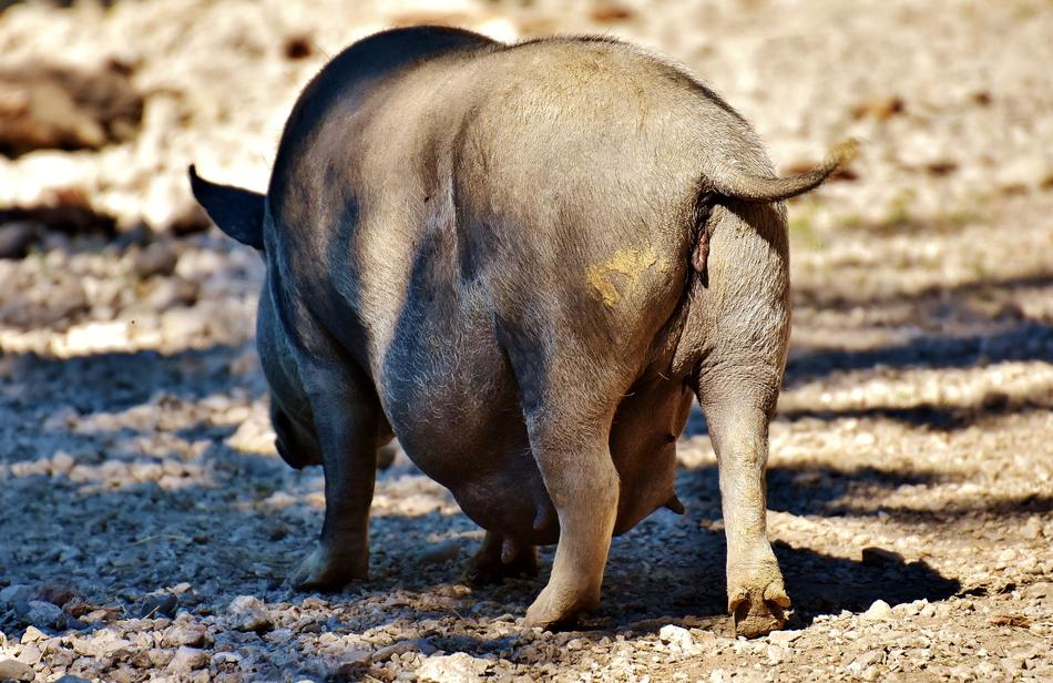 Pig Animal Nature Wildpark