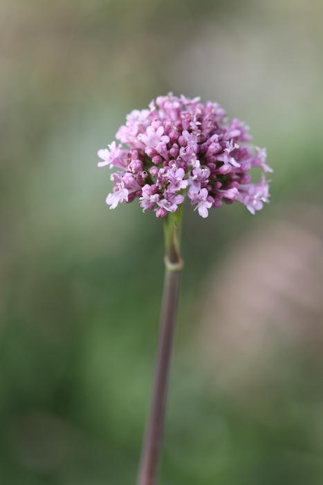 tiny Pink Flowers