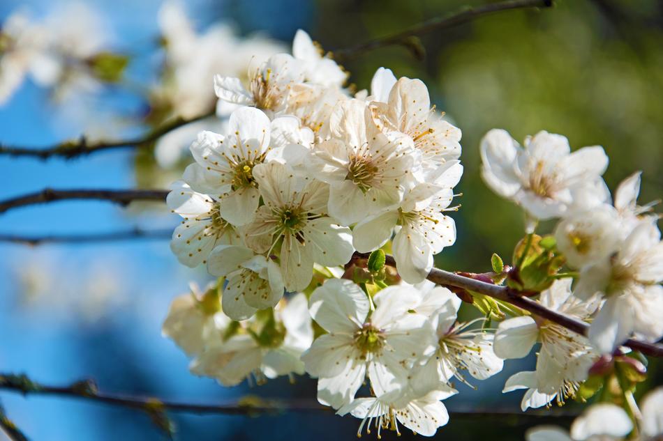 white Cherry Blossoms Flowers in Spring