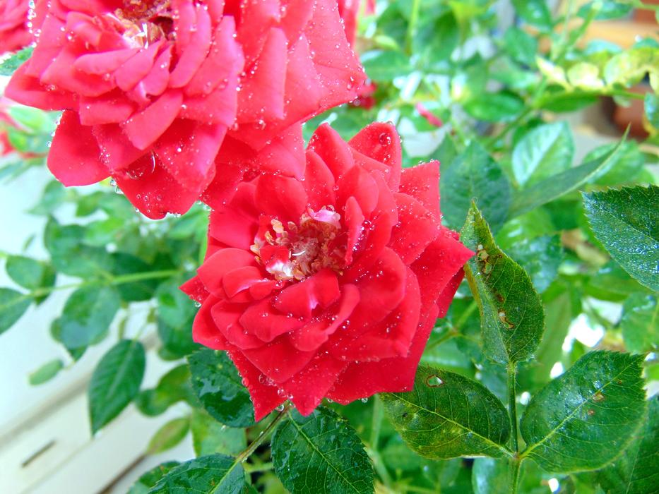 Rose Plant Ornamental Plants