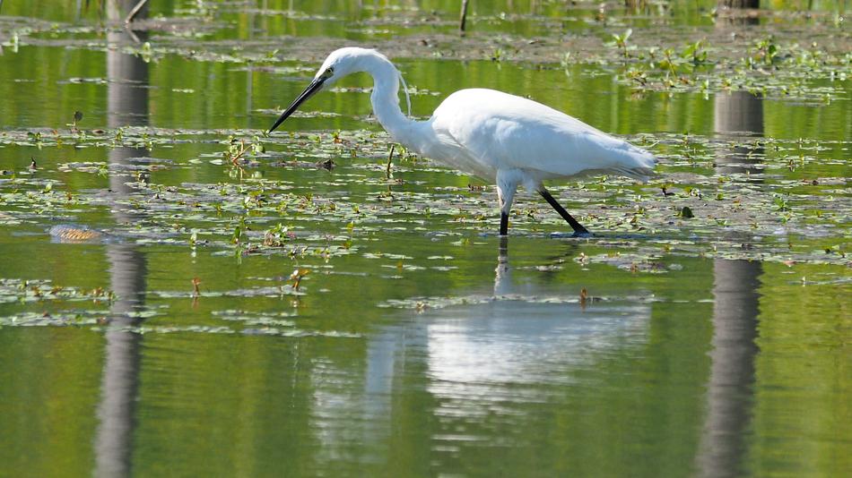 white marsh heron