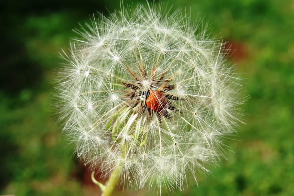 Ladybug Insect Dandelion