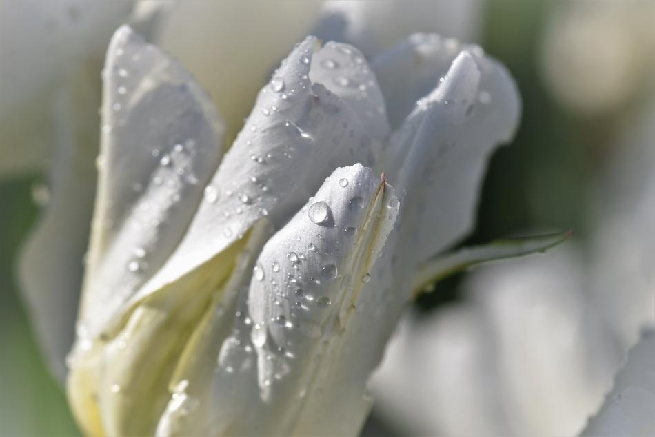 white flower in water droplets
