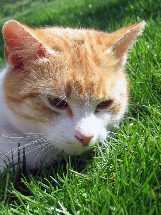 Cat Tomcat Breather