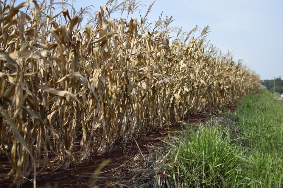 old cornfield