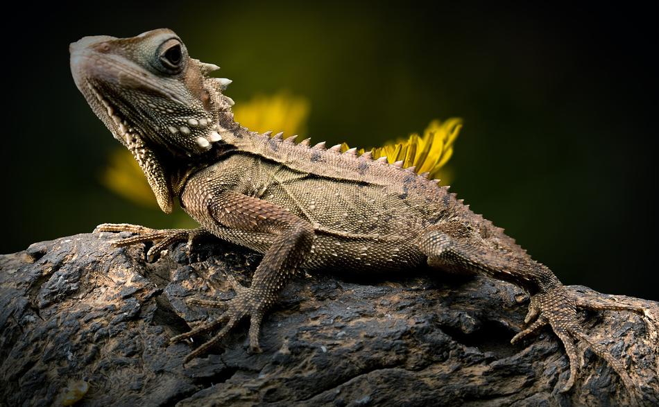 the lizard on the pole is wild