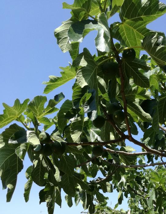 green Fig Tree leaves