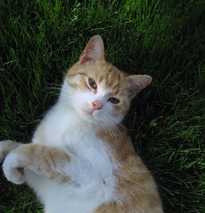 Cat Tomcat Breather