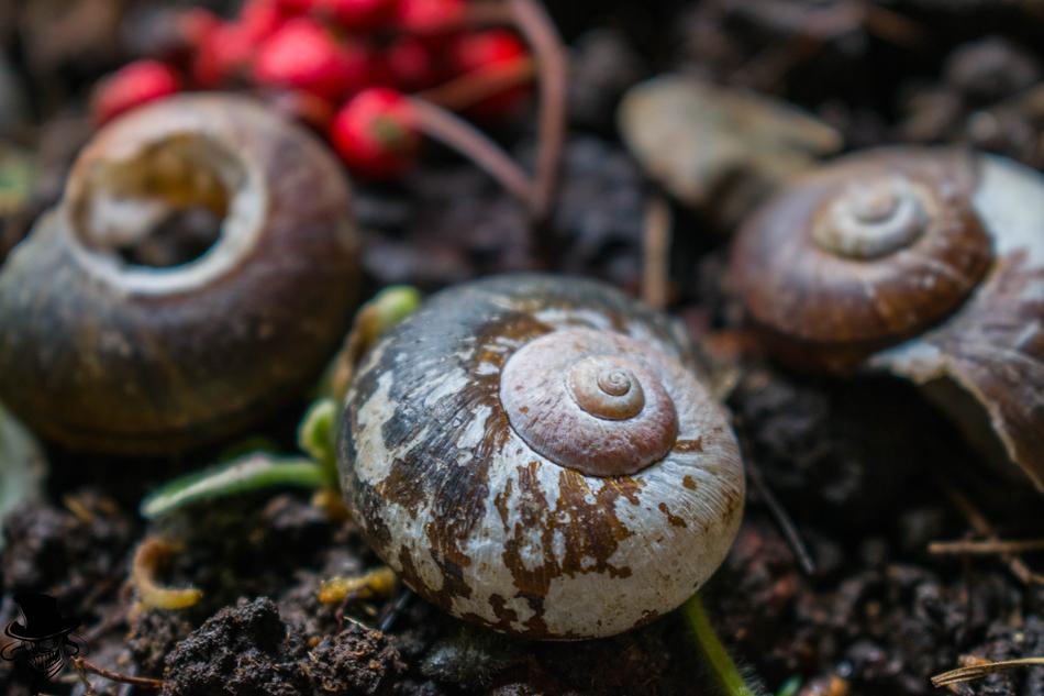 dirty Snails in Flowerpot
