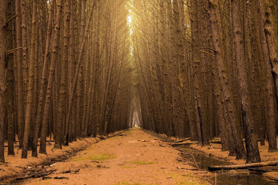 trees pillars sun landscape