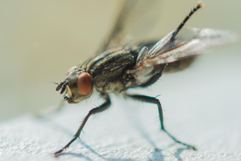 Insect Fly Animal