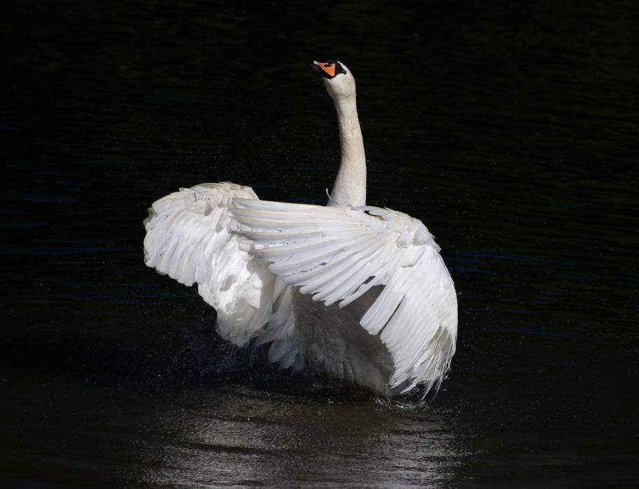 Swan Mute Bird