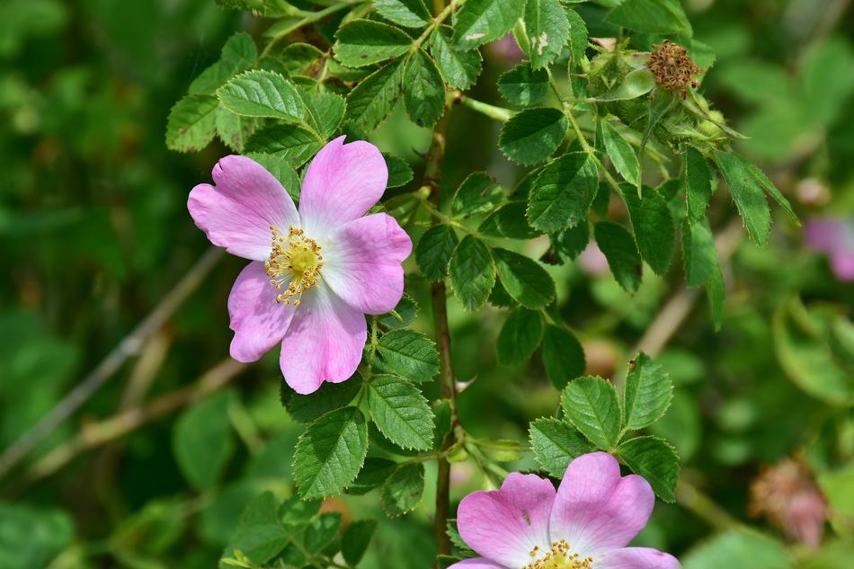 tiny tiny flowers in the leaves