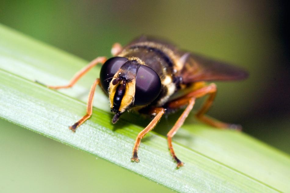 a wild bee on a green blade of grass
