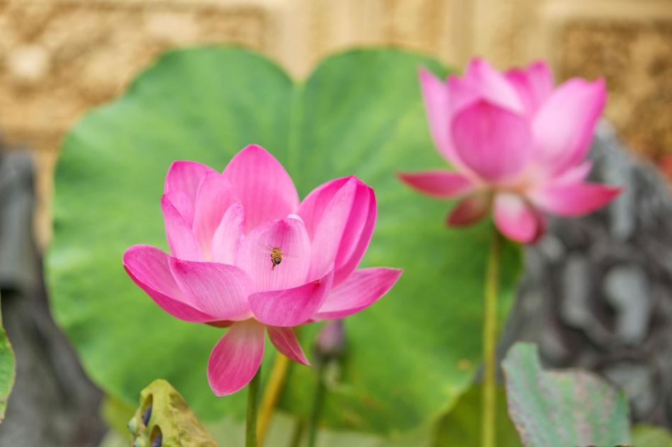 Lotus Buddha
