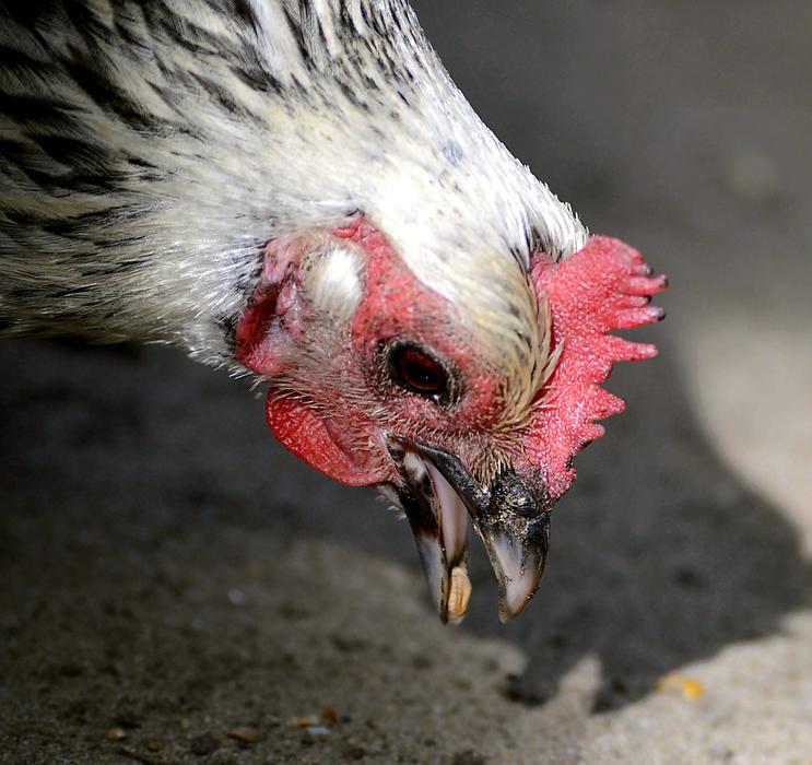 Chicken Foraging Attention