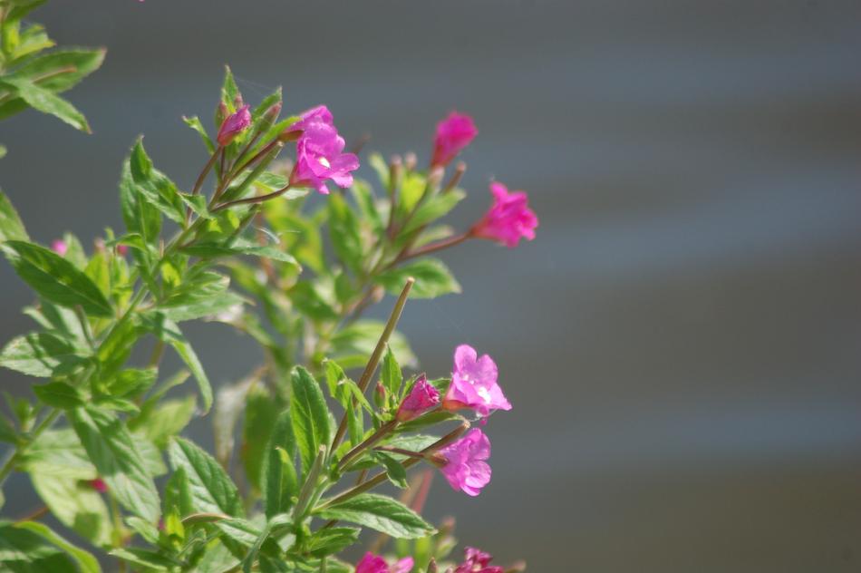 a green bush with pink flowers by the water