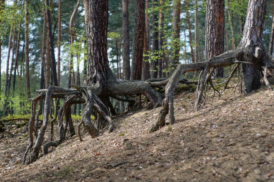 forest clearing with trees
