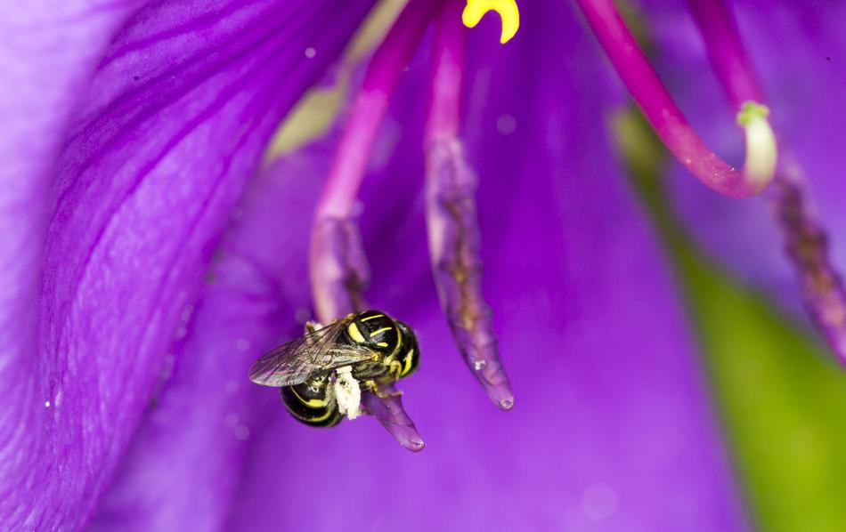 an insect on a purple flower