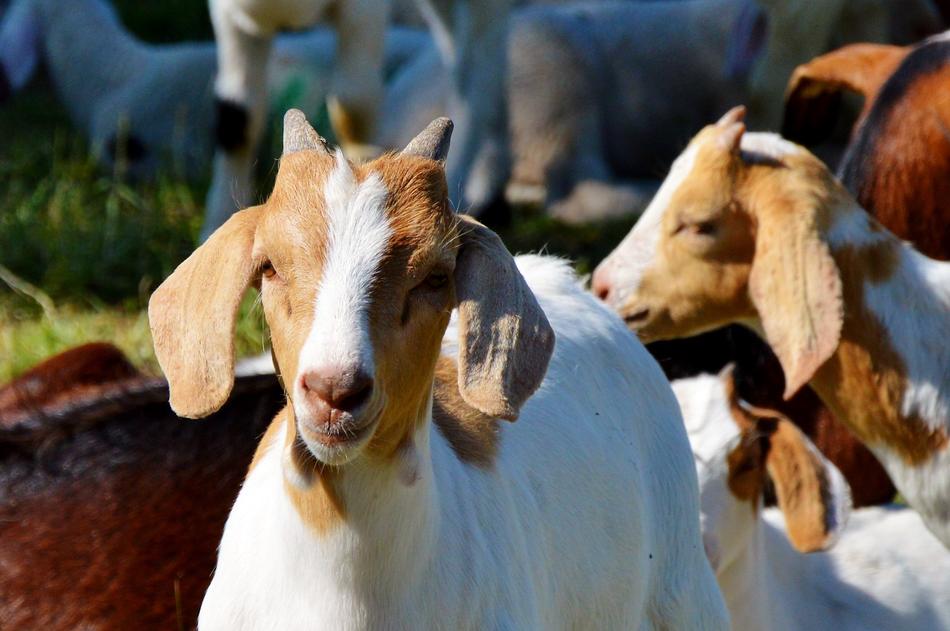 Goat Prima Donna on livestock