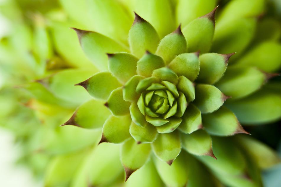 Close up of a green plant