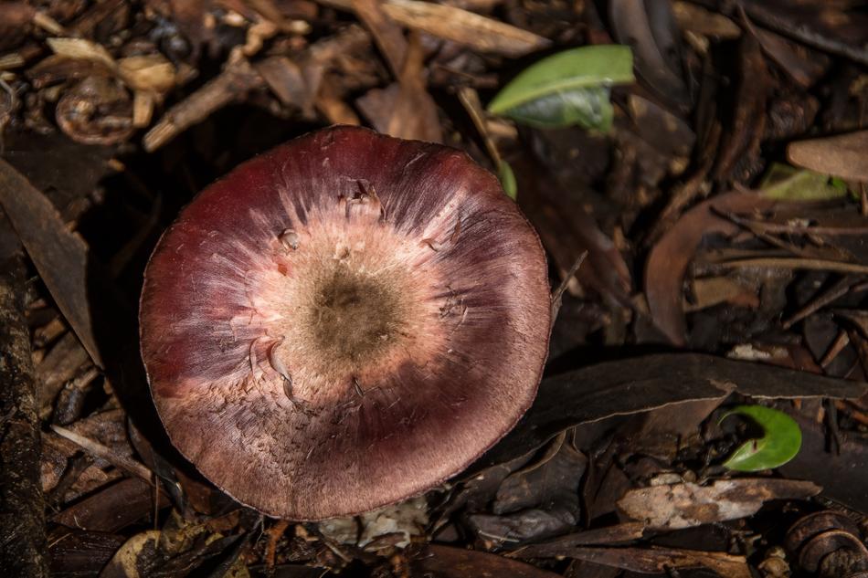 an unusual red mushroom in the grass