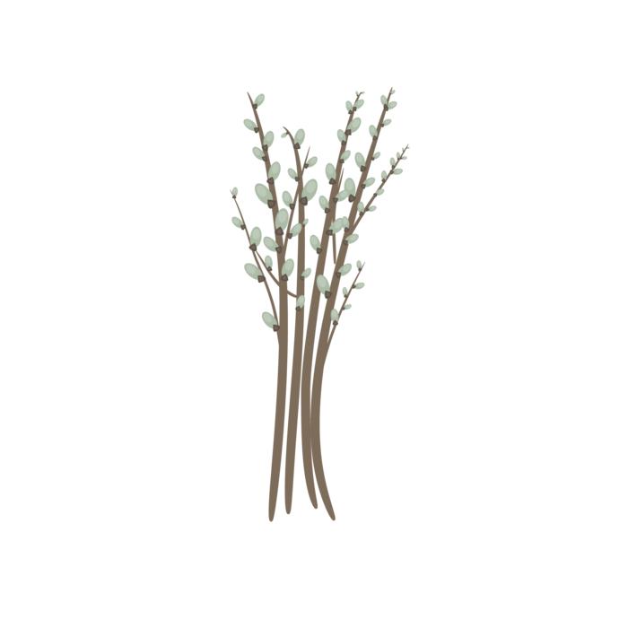 willow catkin willow branch twig