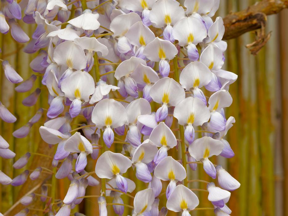 small flowers on the wall