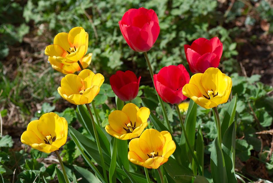 beautiful tulip garden and garden