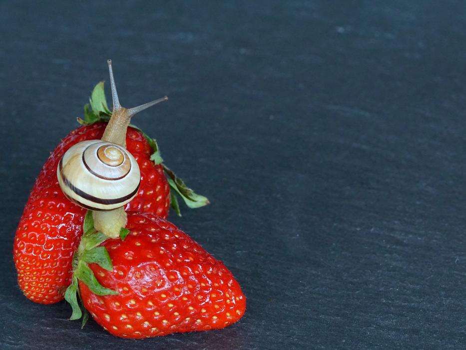 snail on red strawberries