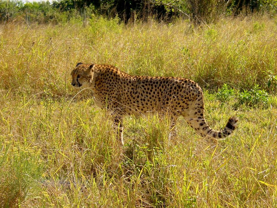 a leopard in dry grass